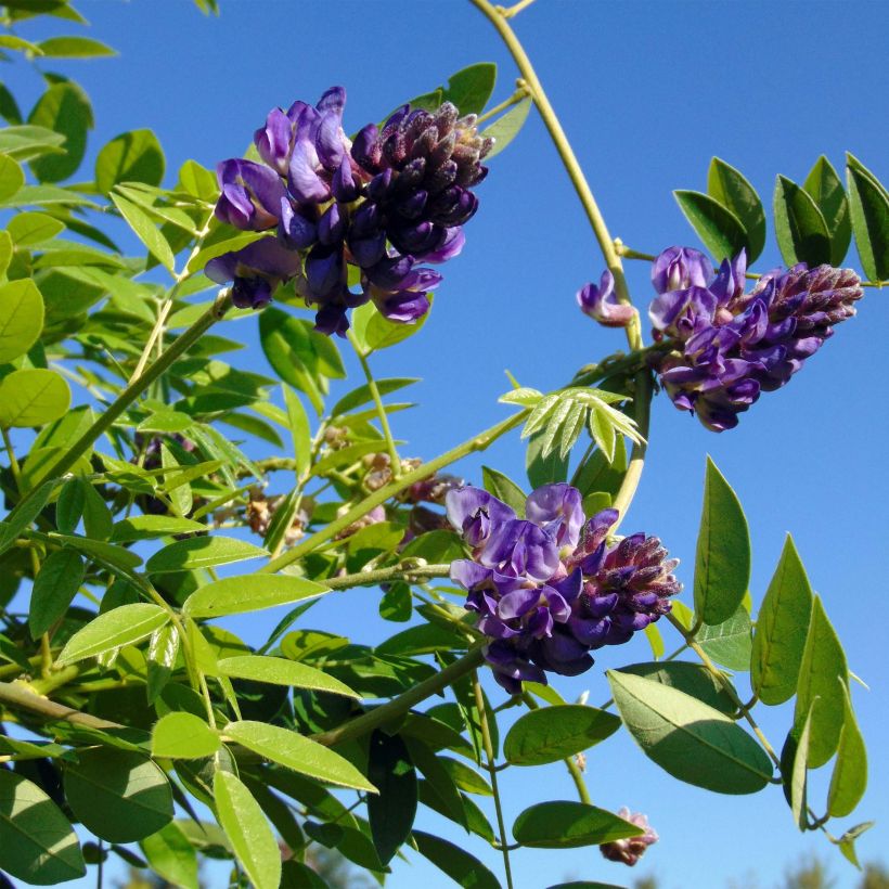 Wisteria frutescens Longwood Purple - Blauregen (Flowering)
