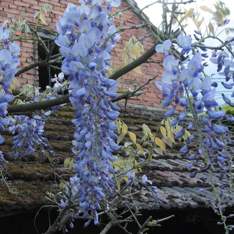 Wisteria frutescens var. macrostachya Blue Moon - Blauregen (Flowering)