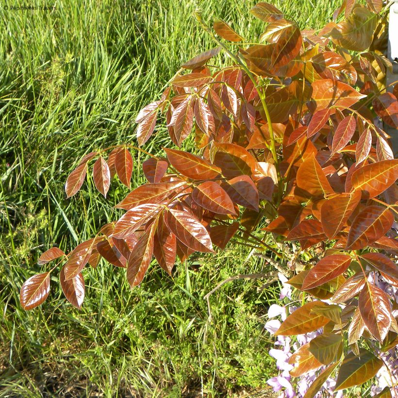 Wisteria sinensis Blue Line - Chinesische Glyzinie (Foliage)