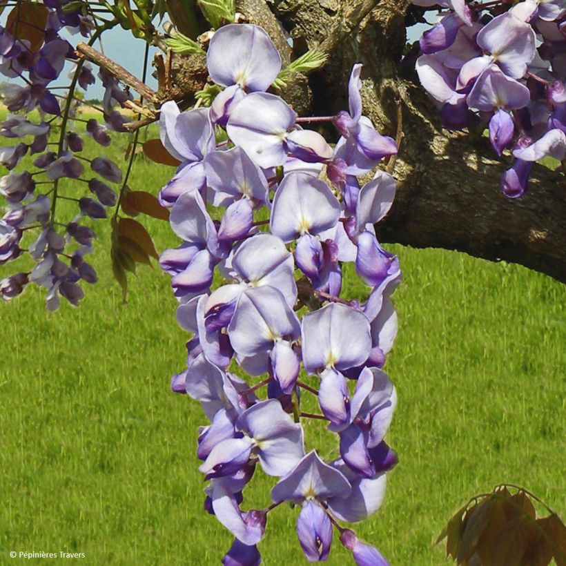 Wisteria sinensis Blue Line - Chinesische Glyzinie (Flowering)