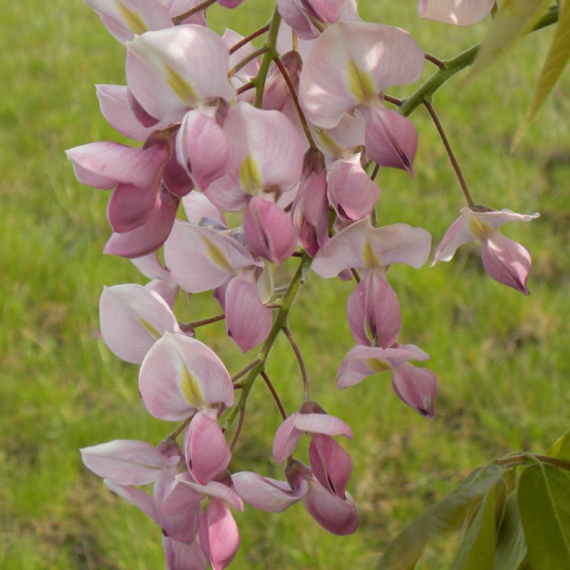 Wisteria venusta Rosea - Blauregen (Flowering)