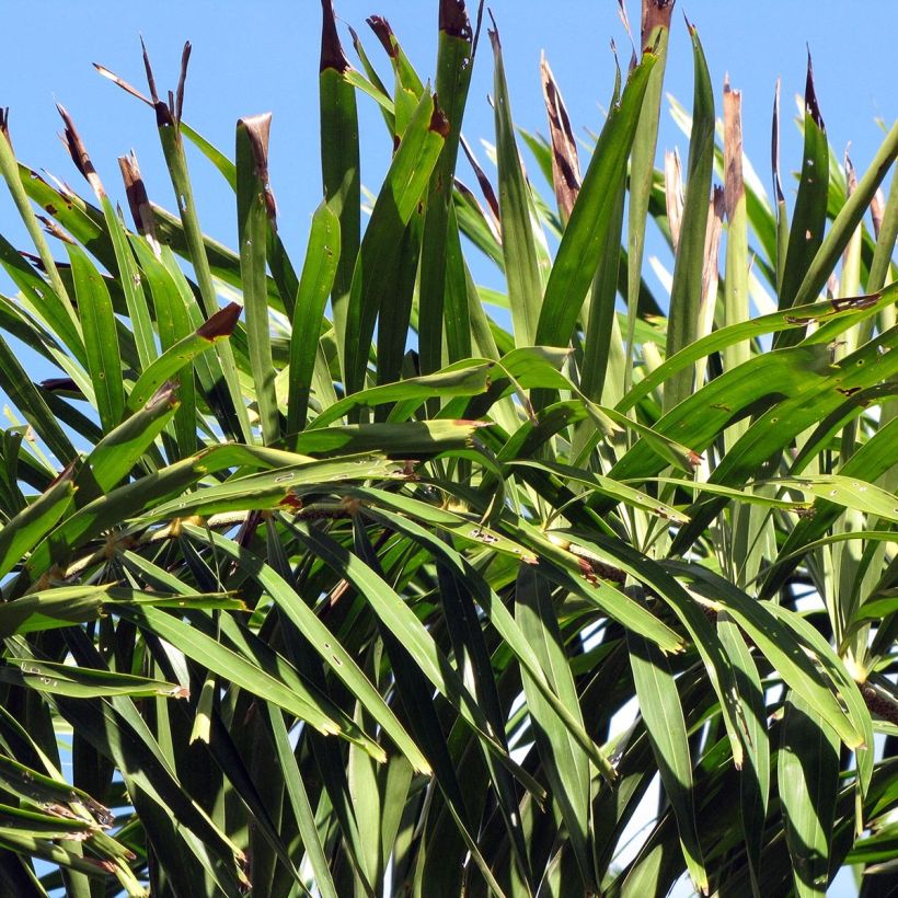 Wodyetia bifurcata - Fuchsschwanzpalme (Foliage)