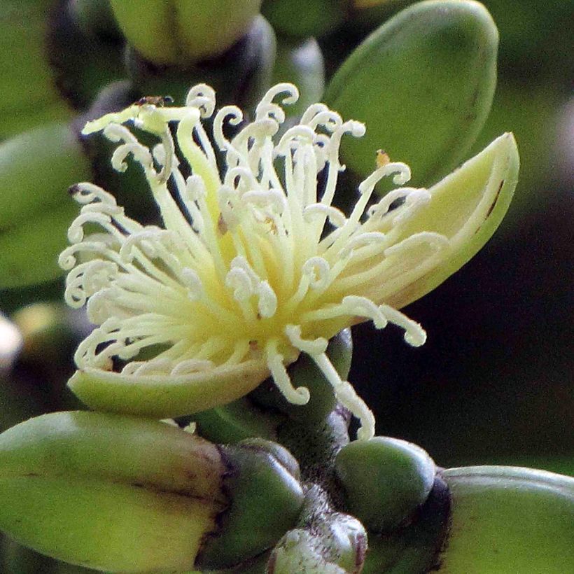 Wodyetia bifurcata - Fuchsschwanzpalme (Flowering)