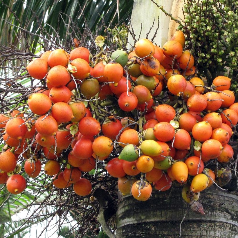 Wodyetia bifurcata - Fuchsschwanzpalme (Harvest)