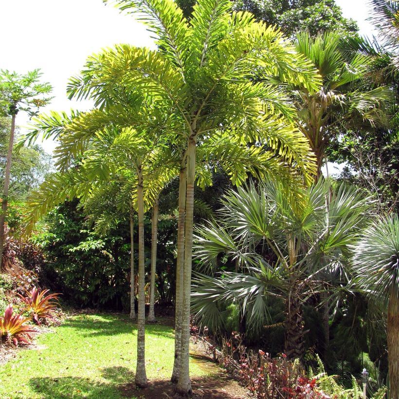 Wodyetia bifurcata - Fuchsschwanzpalme (Plant habit)