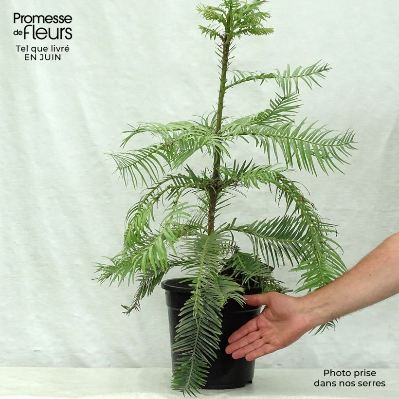 Example of Wollemia nobilis - Wollemie Topf mit 6L/7L as you get in ete