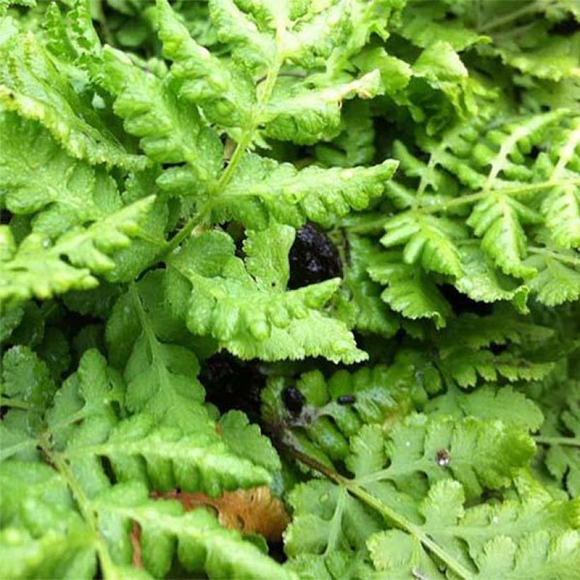 Woodsia obtusa - Stumpfblättriger Wimperfarn (Foliage)