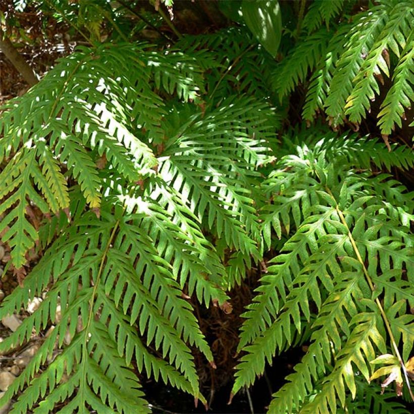 Woodwardia fimbriata - Grübchenfarn (Foliage)