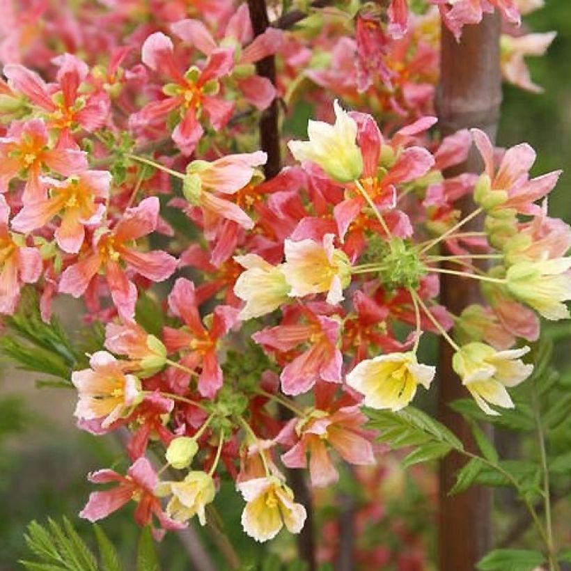 Xanthoceras sorbifolium HAPPY Orange - Gelbhorn (Flowering)