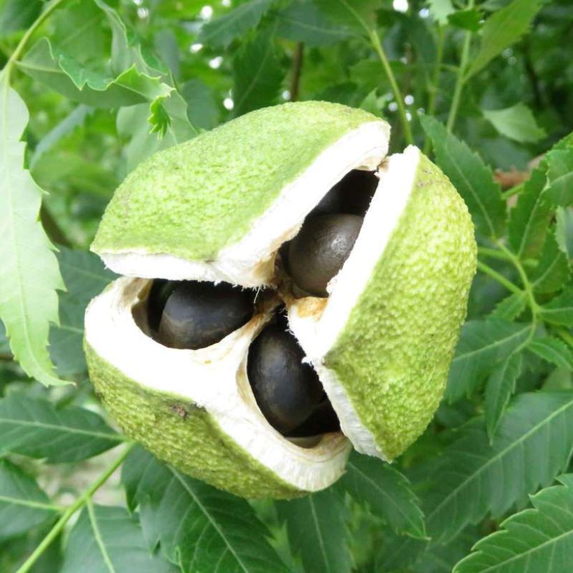 Xanthoceras sorbifolium HAPPY Orange - Gelbhorn (Harvest)