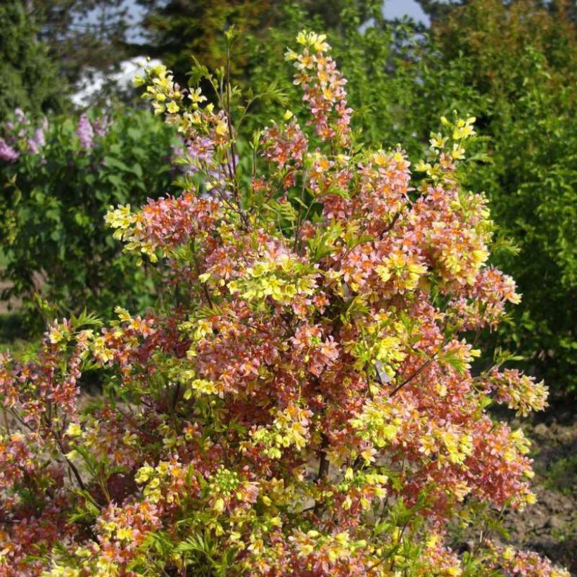 Xanthoceras sorbifolium HAPPY Orange - Gelbhorn (Plant habit)