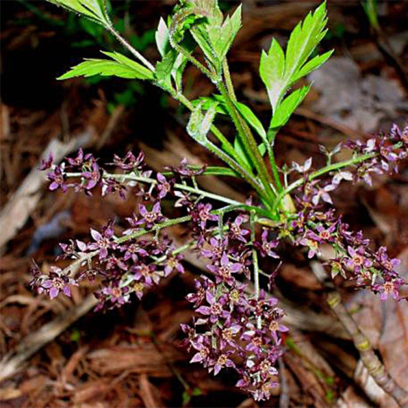 Xanthorhiza simplicissima - Gelbwurz (Flowering)
