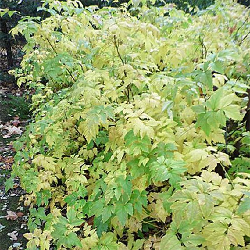Xanthorhiza simplicissima - Gelbwurz (Plant habit)