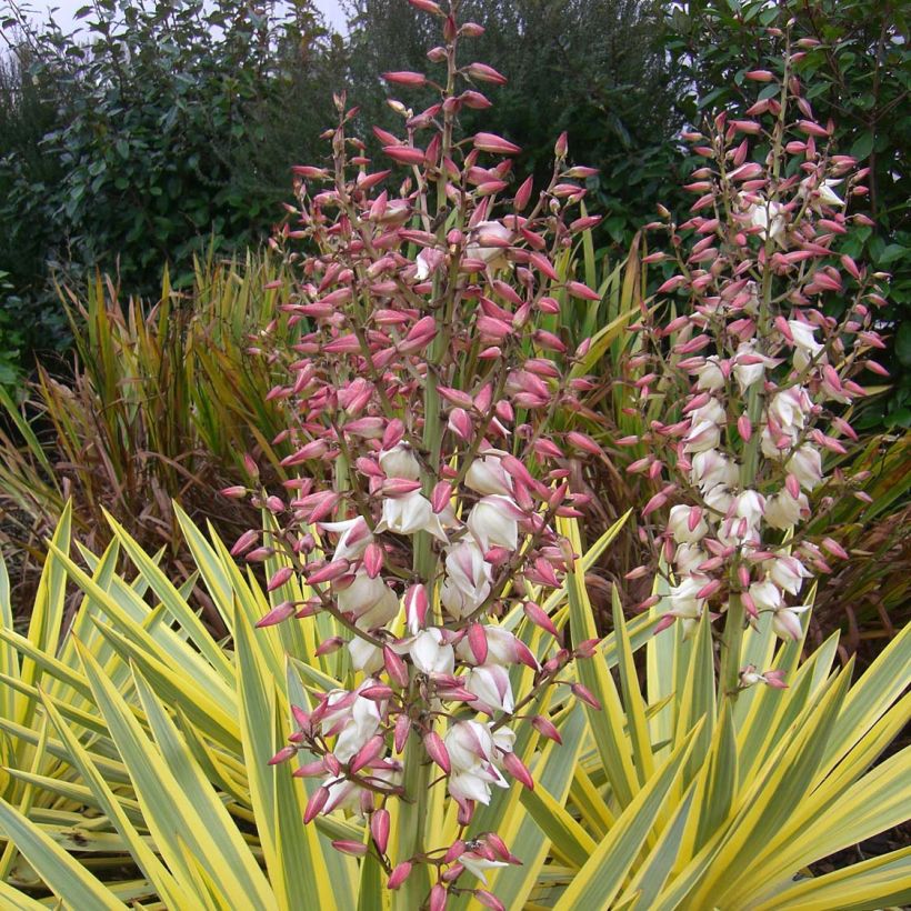 Yucca recurvifolia Bright Star - Palmlilie (Flowering)