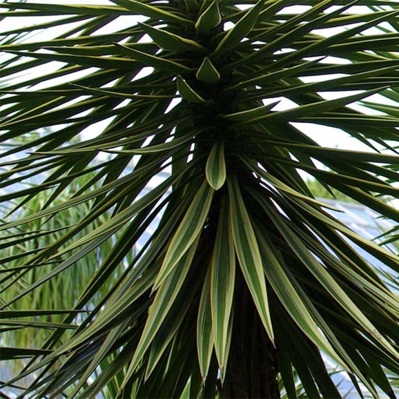 Yucca aloifolia - Graue Palmlilie (Foliage)