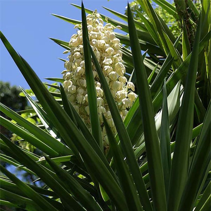 Yucca aloifolia - Graue Palmlilie (Flowering)