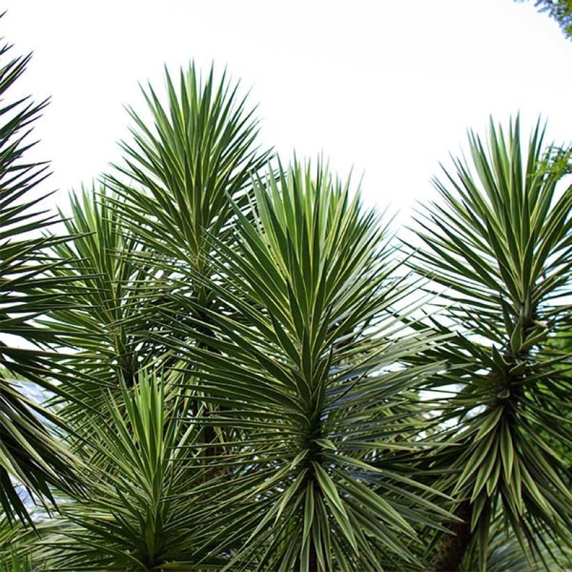 Yucca aloifolia - Graue Palmlilie (Plant habit)
