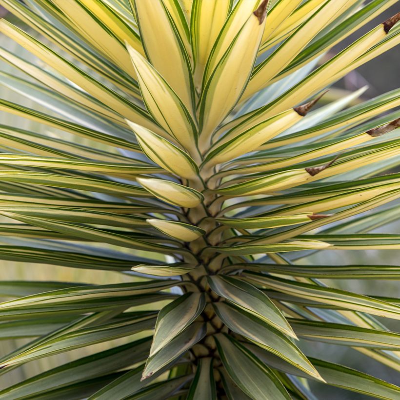 Yucca aloifolia Variegata - Graue Palmlilie (Laub)