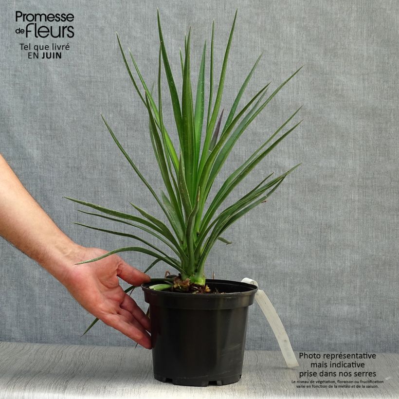 Example of Yucca aloifolia - Graue Palmlilie Topf mit 2L/3L as you get in ete