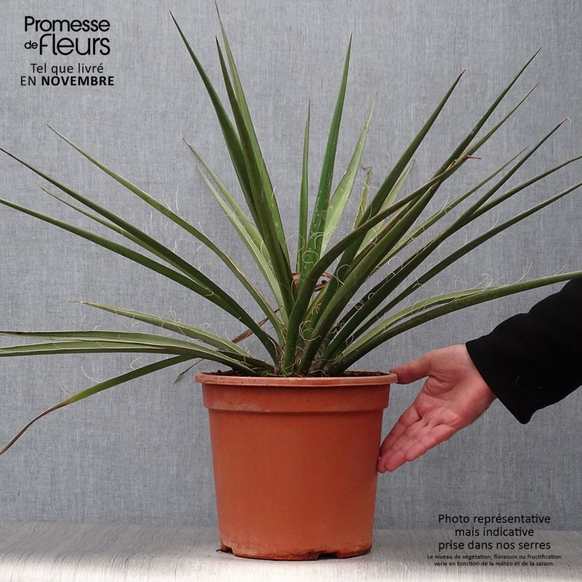 Example of Yucca baccata - Blaue Palmlilie Topf mit 7,5L/10L as you get in automne