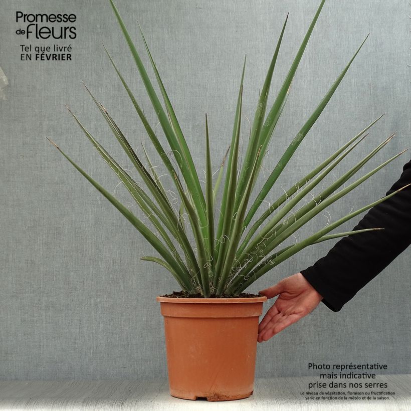 Exemplar von Yucca baccata - Blaue Palmlilie Topf mit 7,5L/10L wie im Winter geliefert