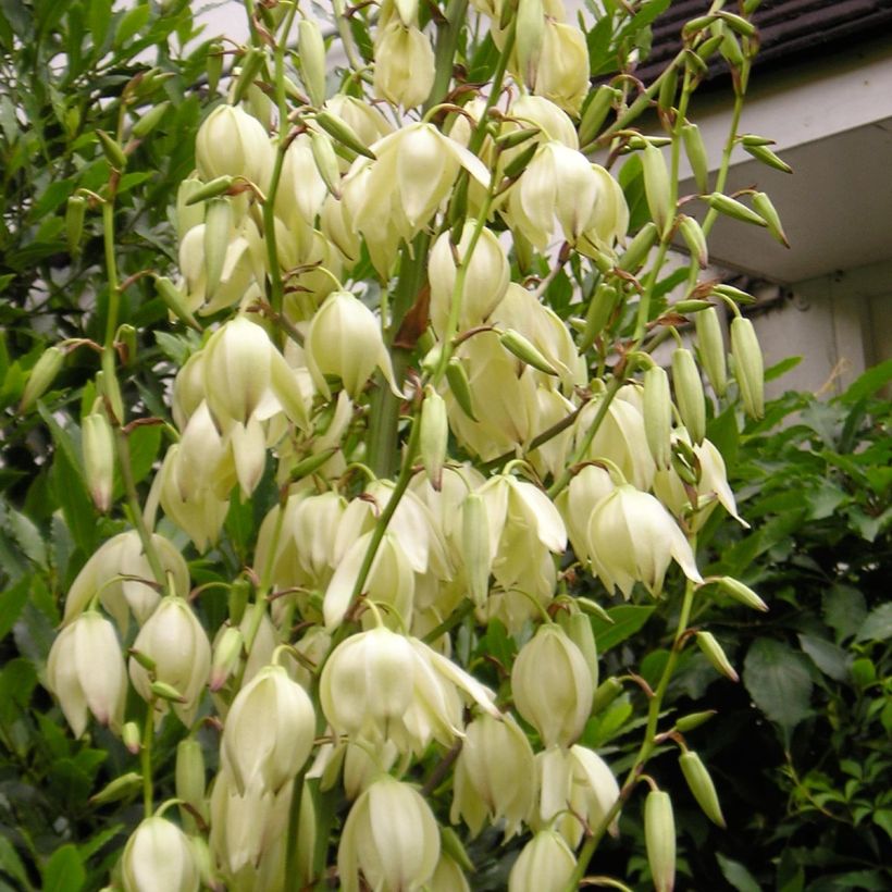 Yucca elephantipes Jewel - Riesen-Palmlilie (Flowering)