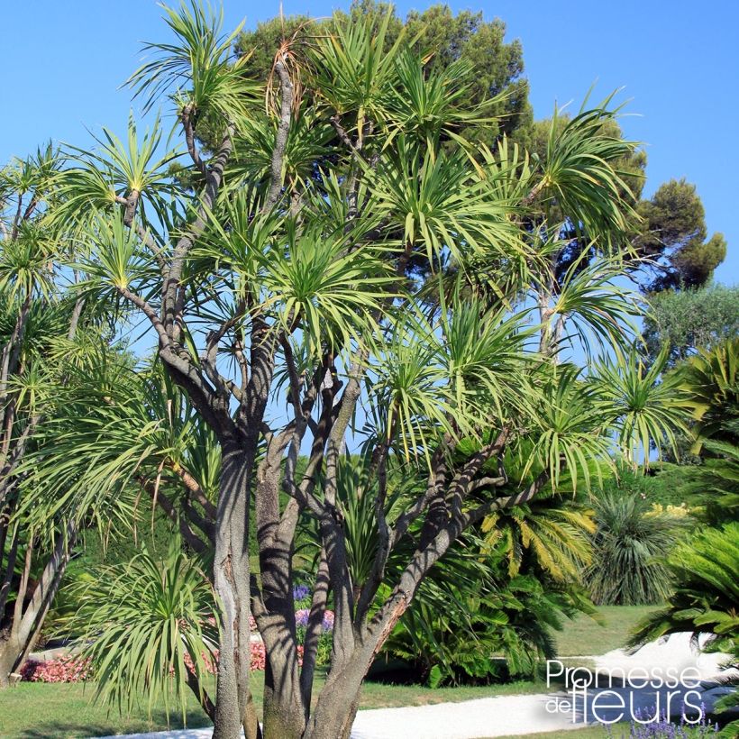 Yucca elephantipes Jewel - Riesen-Palmlilie (Plant habit)