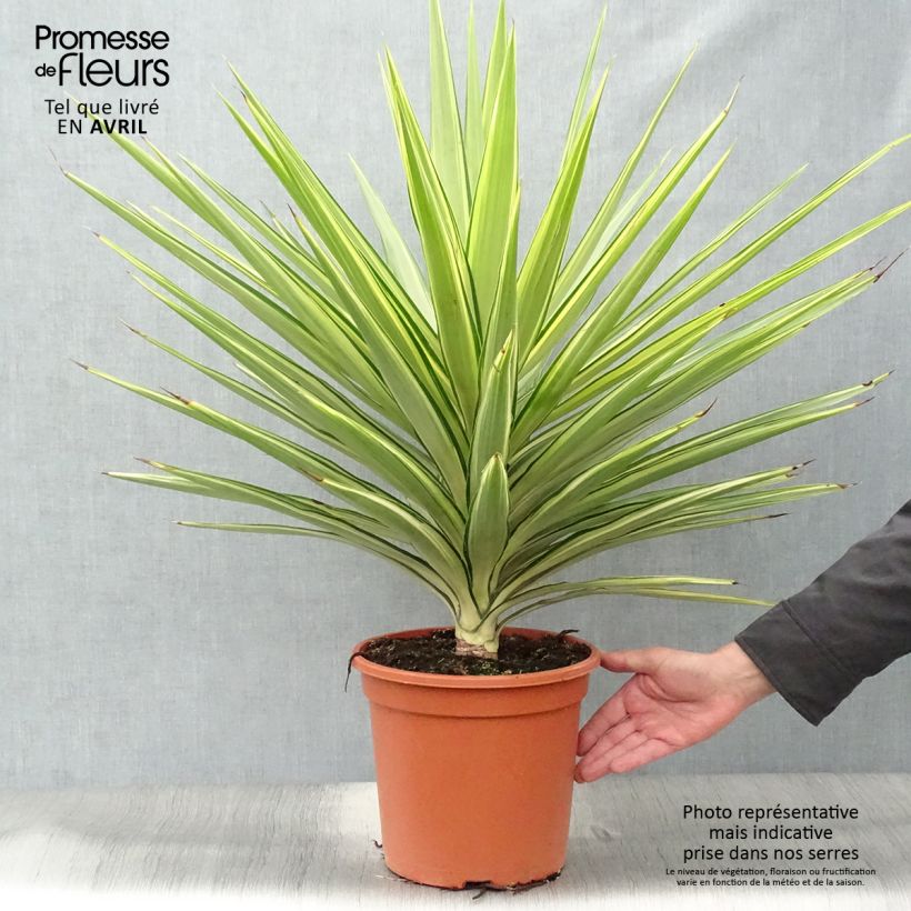 Exemplar von Yucca elephantipes Jewel - Riesen-Palmlilie Topf mit 7,5L/10L wie im Frühjahr geliefert