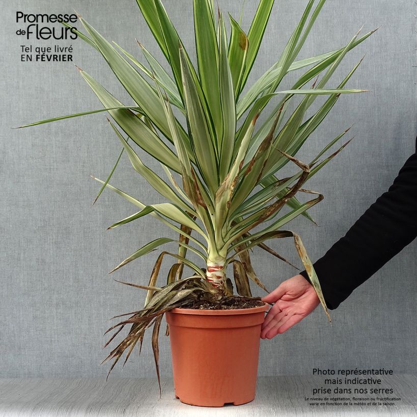 Exemplar von Yucca elephantipes Jewel - Riesen-Palmlilie Topf mit 7,5L/10L wie im Winter geliefert