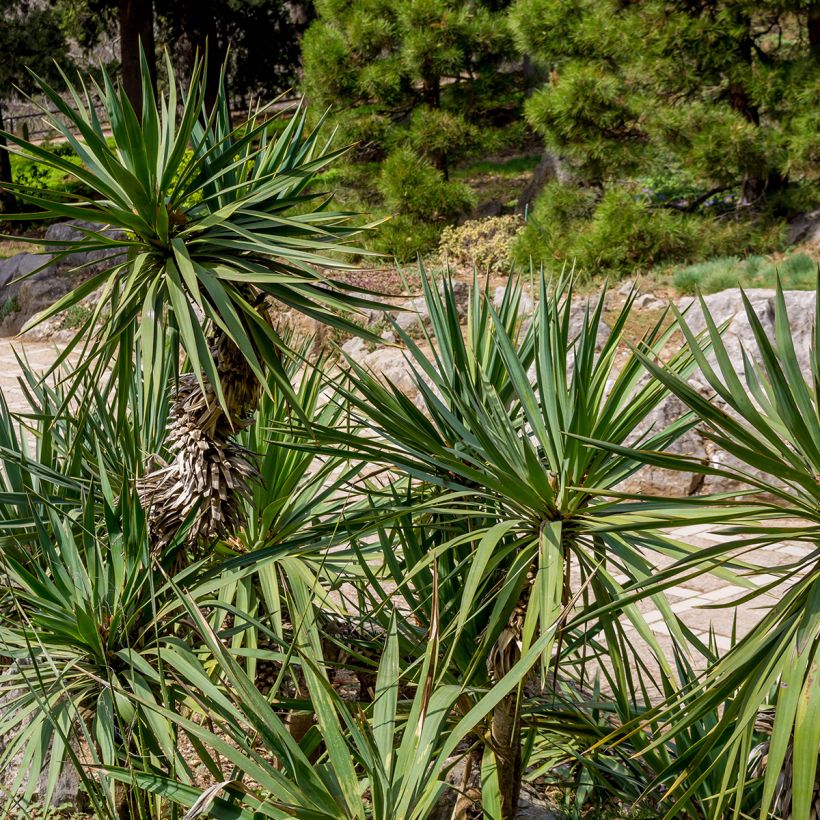 Yucca elephantipes - Riesen-Palmlilie (Foliage)