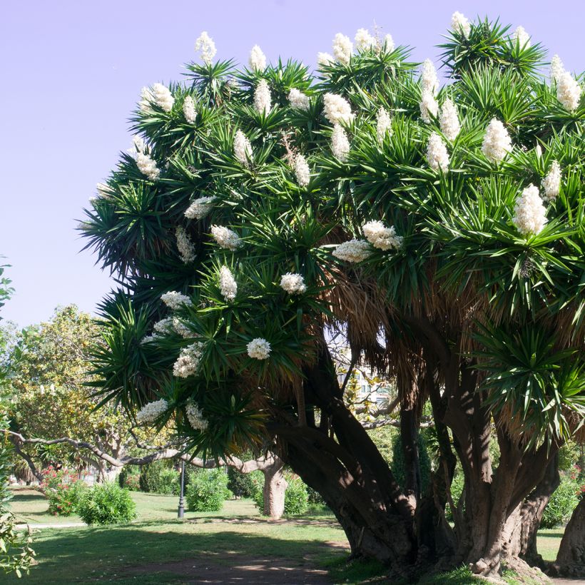 Yucca elephantipes - Riesen-Palmlilie (Plant habit)