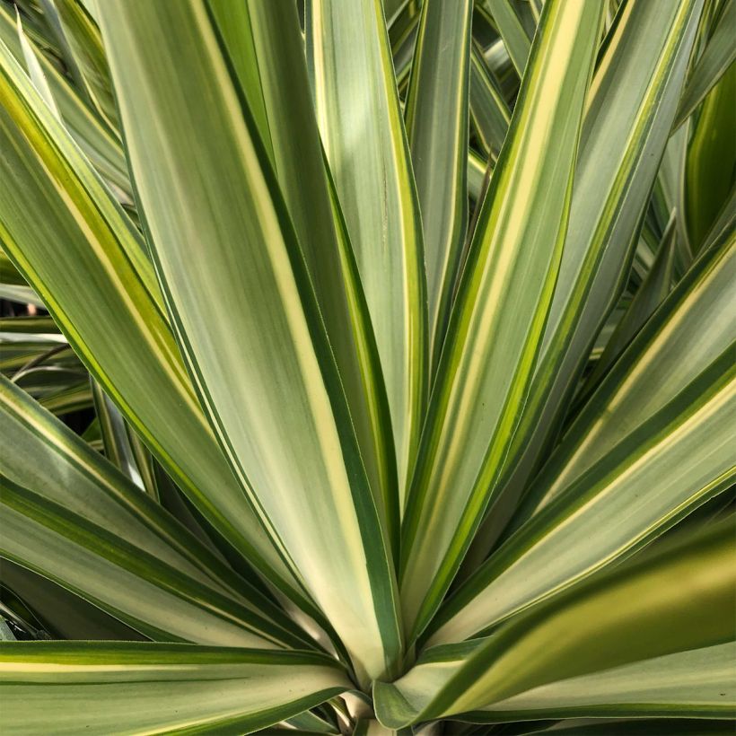 Yucca elephantipes Jewel - Riesen-Palmlilie (Foliage)