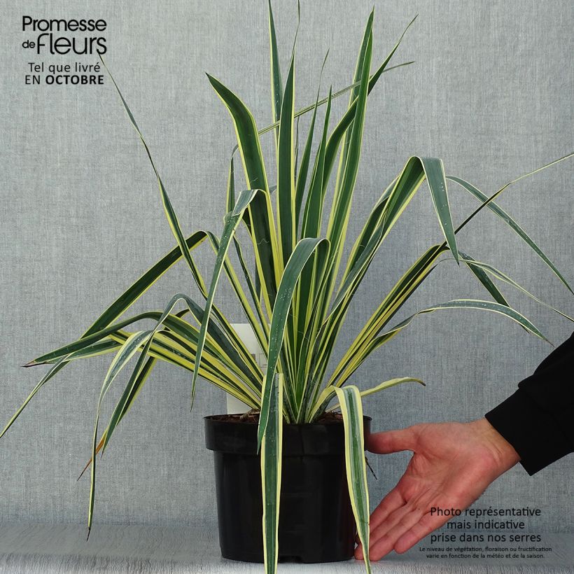Example of Yucca filamentosa Bright Edge - Fädige Palmlilie Topf mit 2L/3L as you get in automne
