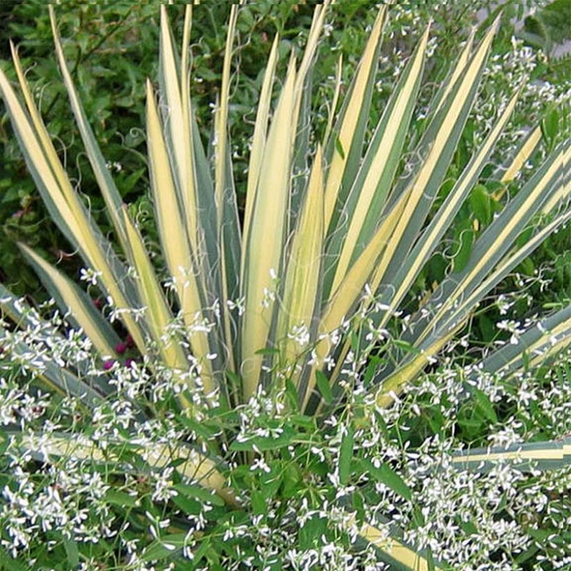 Yucca filamentosa Colour Guard - Fädige Palmlilie (Foliage)