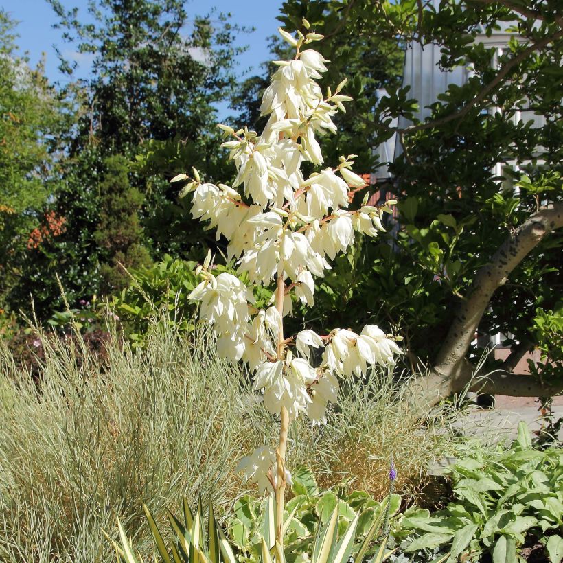 Yucca filamentosa Colour Guard - Fädige Palmlilie (Flowering)