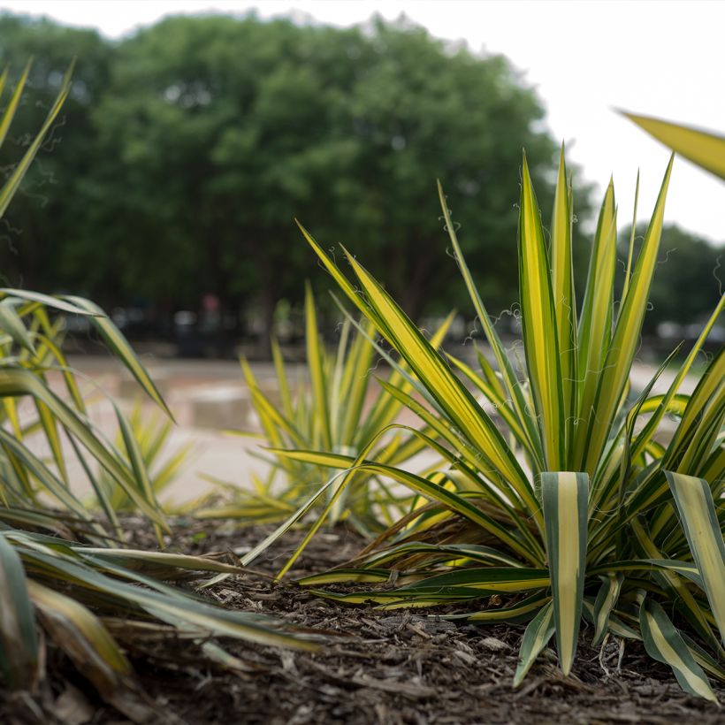 Yucca filamentosa Colour Guard - Fädige Palmlilie (Plant habit)
