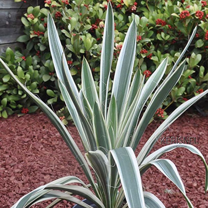 Yucca filamentosa Ivory Tower - Fädige Palmlilie (Foliage)