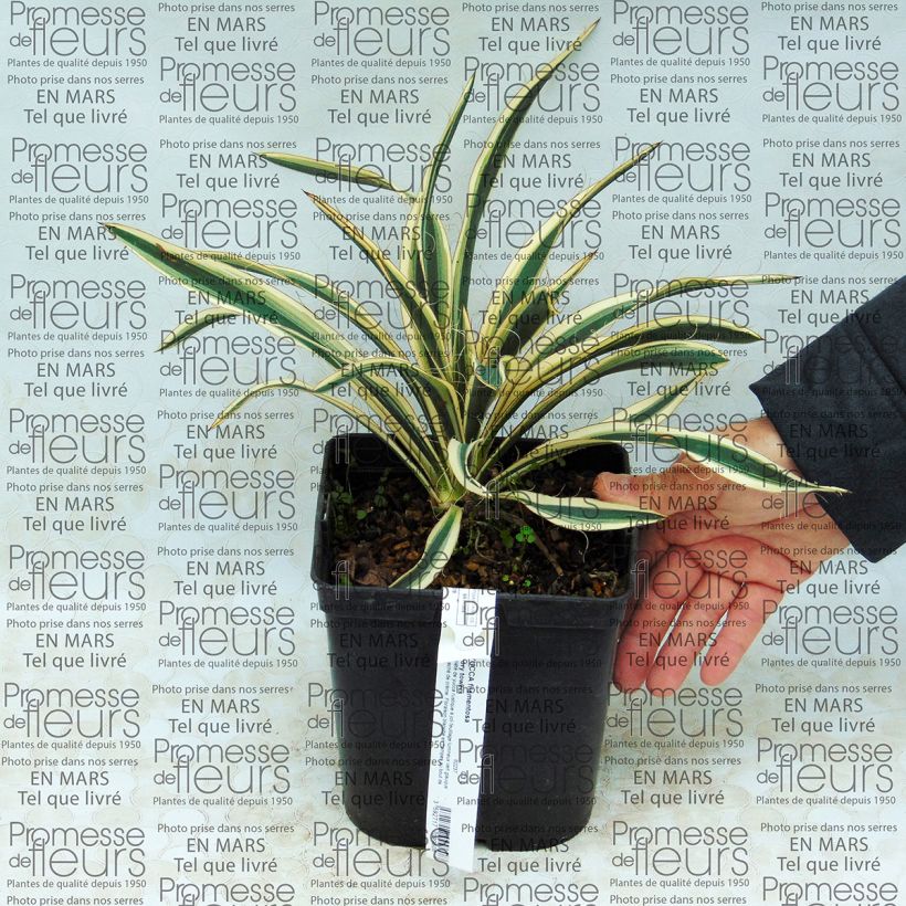Example of Yucca filamentosa Ivory Tower - Fädige Palmlilie Topf mit 2L/3L as you get