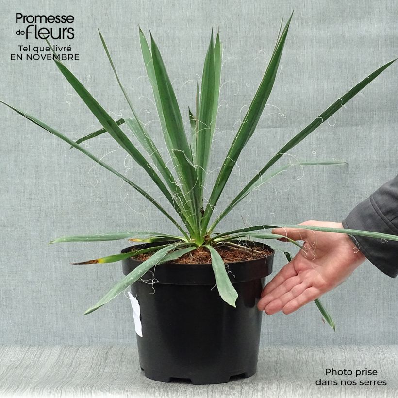 Example of Yucca filamentosa - Fädige Palmlilie Topf mit 6L/7L as you get in automne
