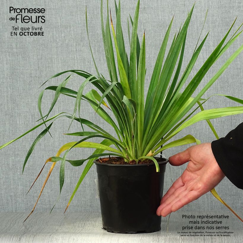 Example of Yucca filamentosa - Fädige Palmlilie Topf mit 2L/3L as you get in automne
