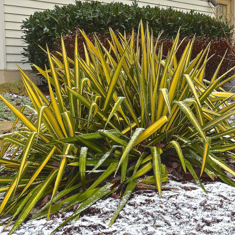 Yucca flaccida Golden Sword - Schlaffe Palmlilie (Plant habit)