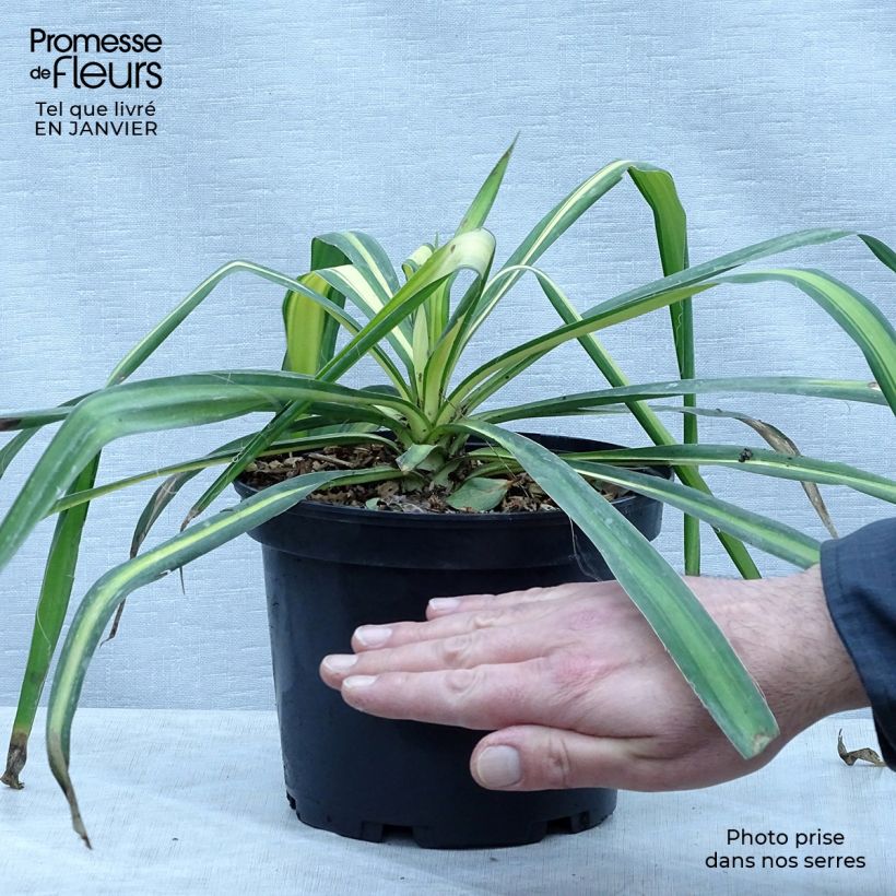 Exemplar von Yucca flaccida Golden Sword - Schlaffe Palmlilie Topf mit 2L/3L wie im Winter geliefert