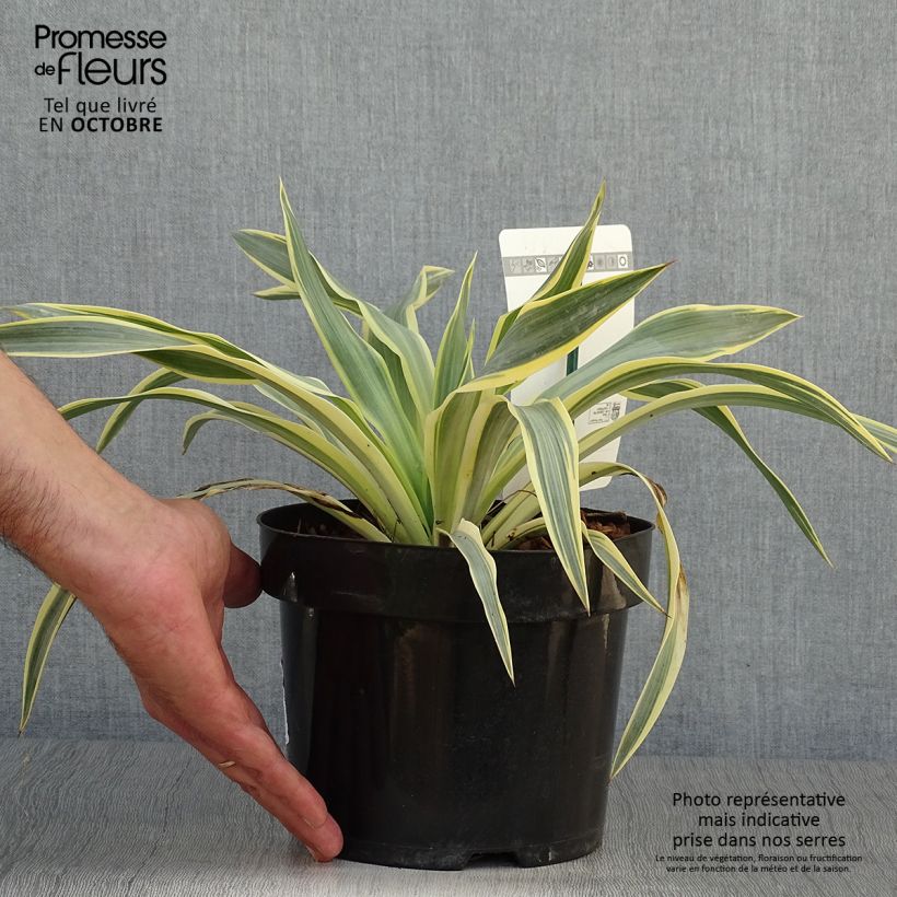 Example of Yucca gloriosa Citrus twist - Kerzen-Palmlilie Topf mit 2L/3L as you get in automne