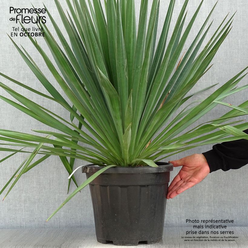 Example of Yucca gloriosa - Kerzen-Palmlilie Topf mit 7,5L/10L as you get in automne