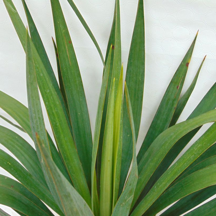 Yucca gloriosa - Kerzen-Palmlilie (Foliage)