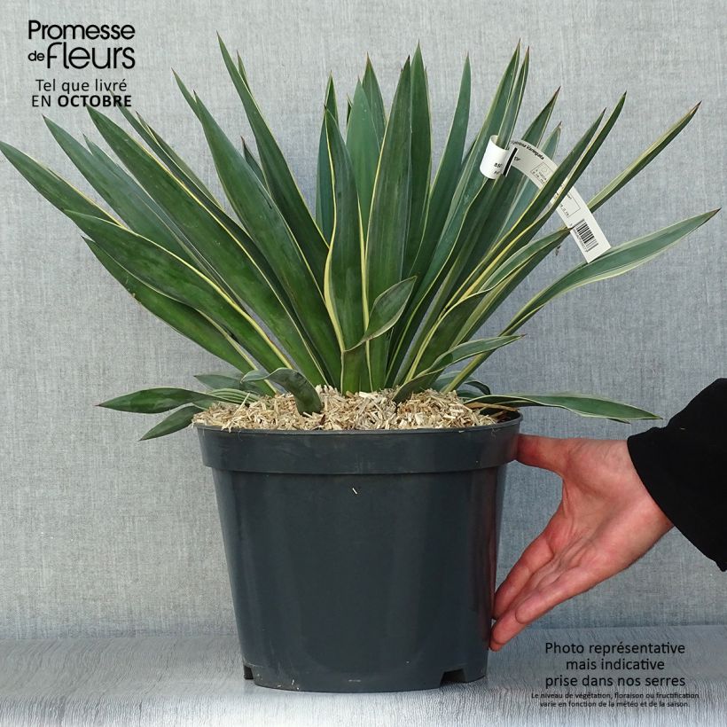 Example of Yucca gloriosa Variegata - Kerzen-Palmlilie Topf mit 4L/5L as you get in automne