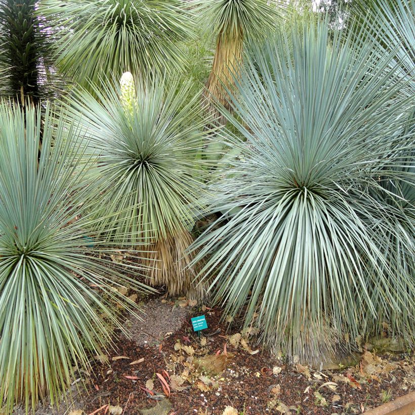 Yucca linearifolia - Schmalblättrige Yucca (Plant habit)