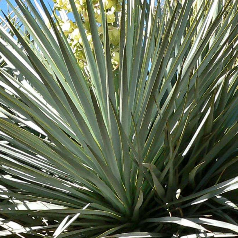 Yucca rigida - Starre Palmlilie (Foliage)