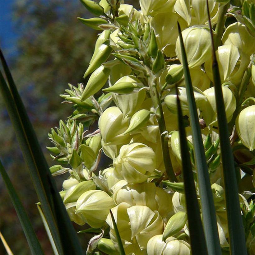 Yucca rigida - Starre Palmlilie (Flowering)