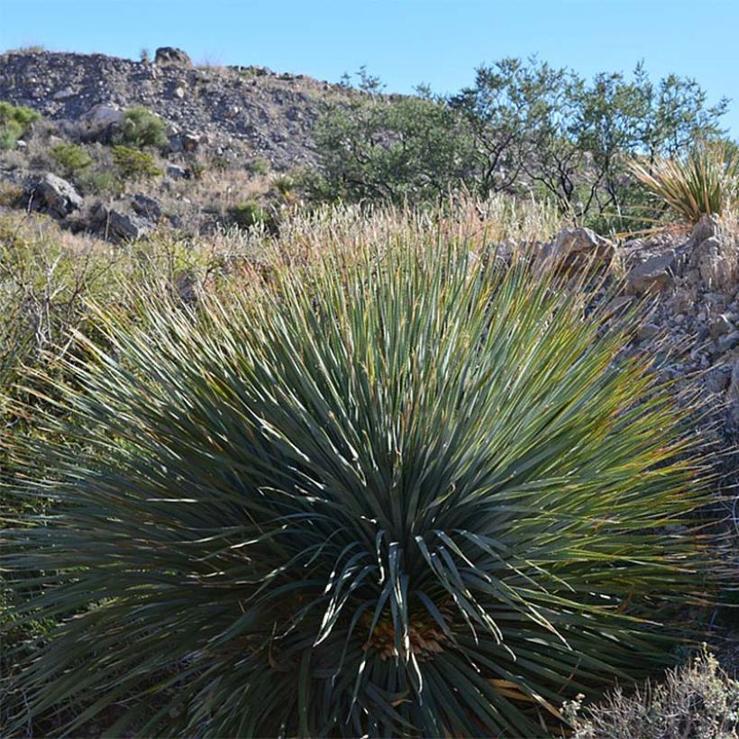 Yucca rigida - Starre Palmlilie (Plant habit)